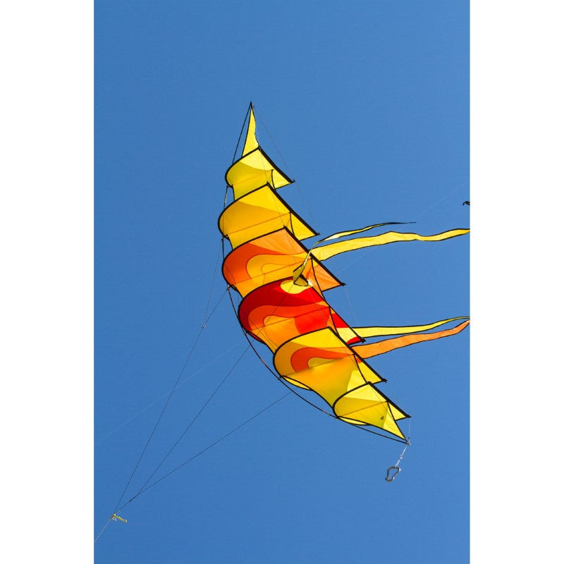 Hoffmanns Bowkite "Sunrise"