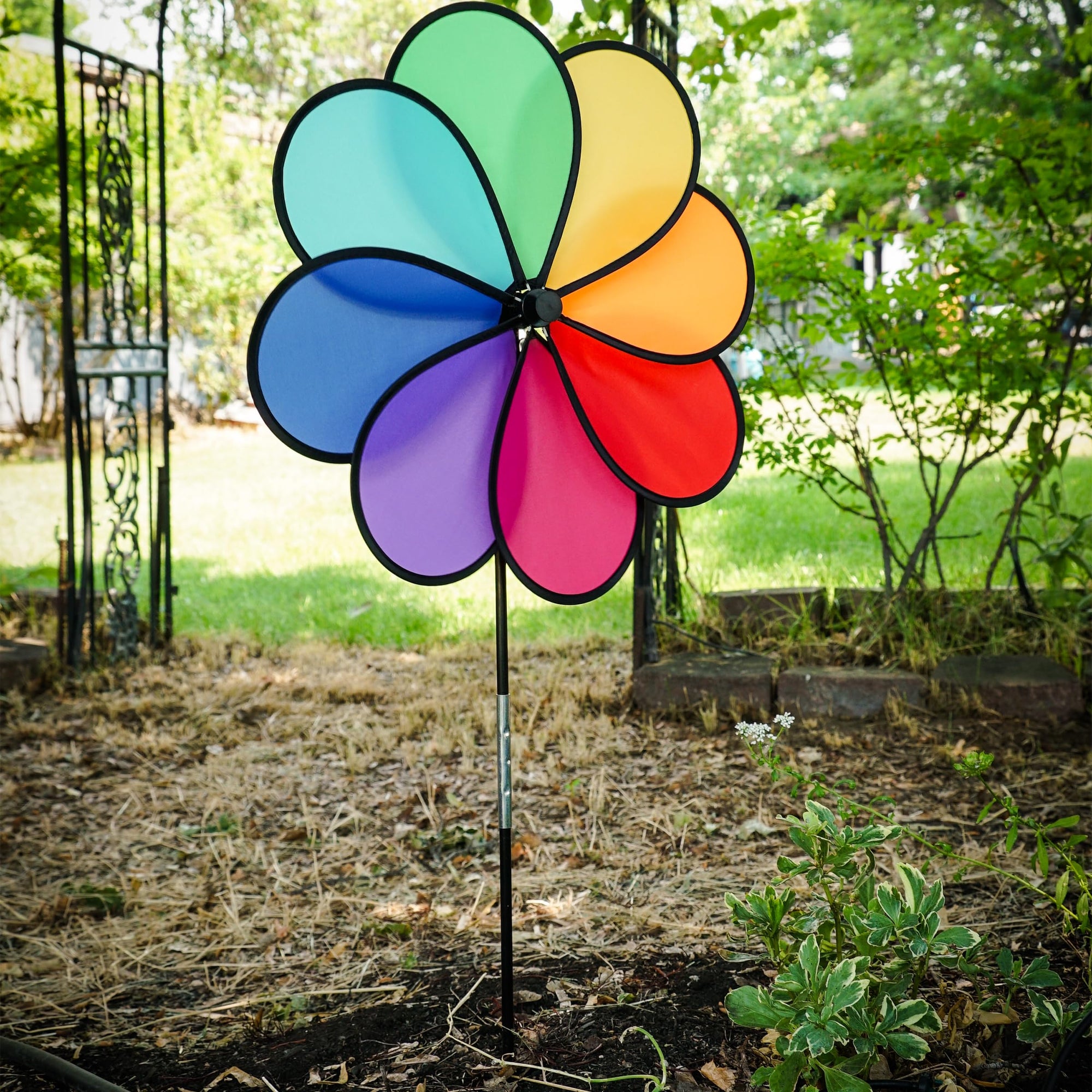 Flower-Rainbow Dazy