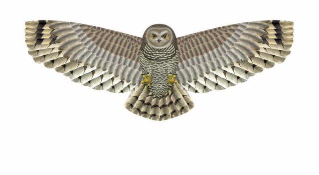 48" Owl Kite - ProKitesUSA